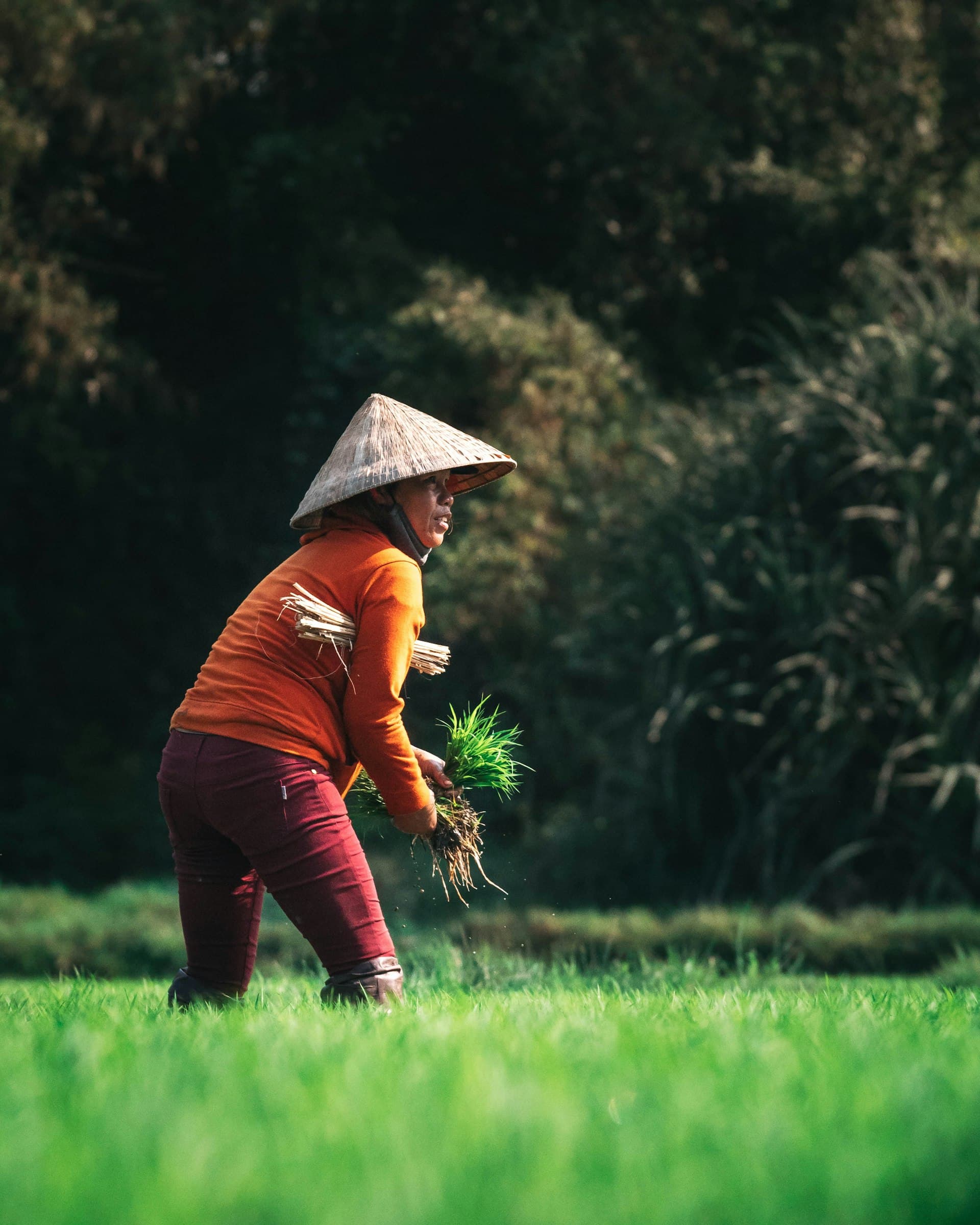 Corn farmer in North America