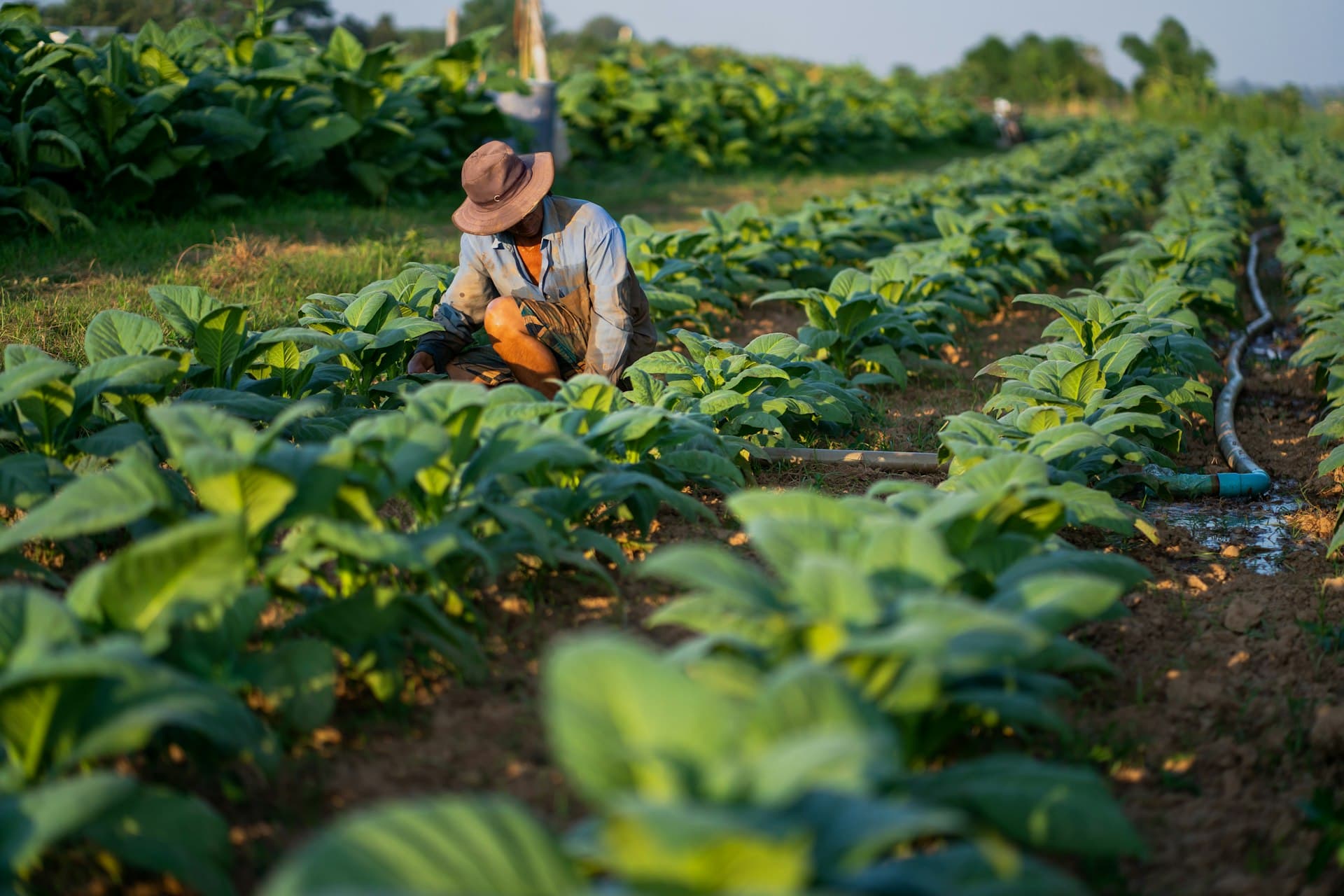 Soybean farmer in Brazil